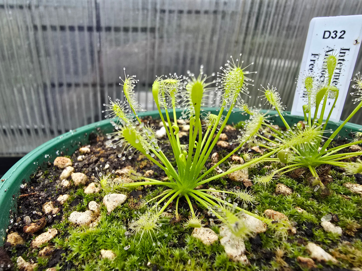 Drosera intermedia - Anthocyanin Free Form - The Oblong-leaved Sundew
