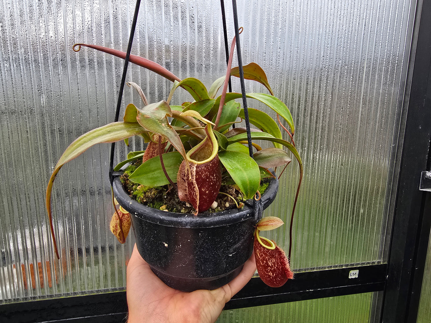 Nepenthes 'Suki' - BE-3819 - Intermediate Tropical Pitcher Plant