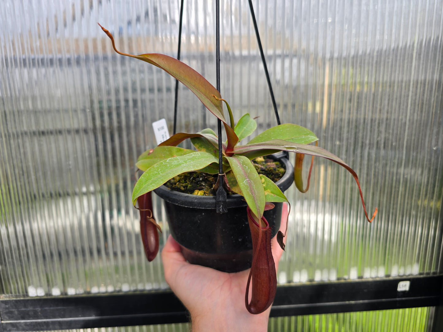 Nepenthes sanguinea 'Blood Red Form' - Intermediate Tropical Pitcher Plant