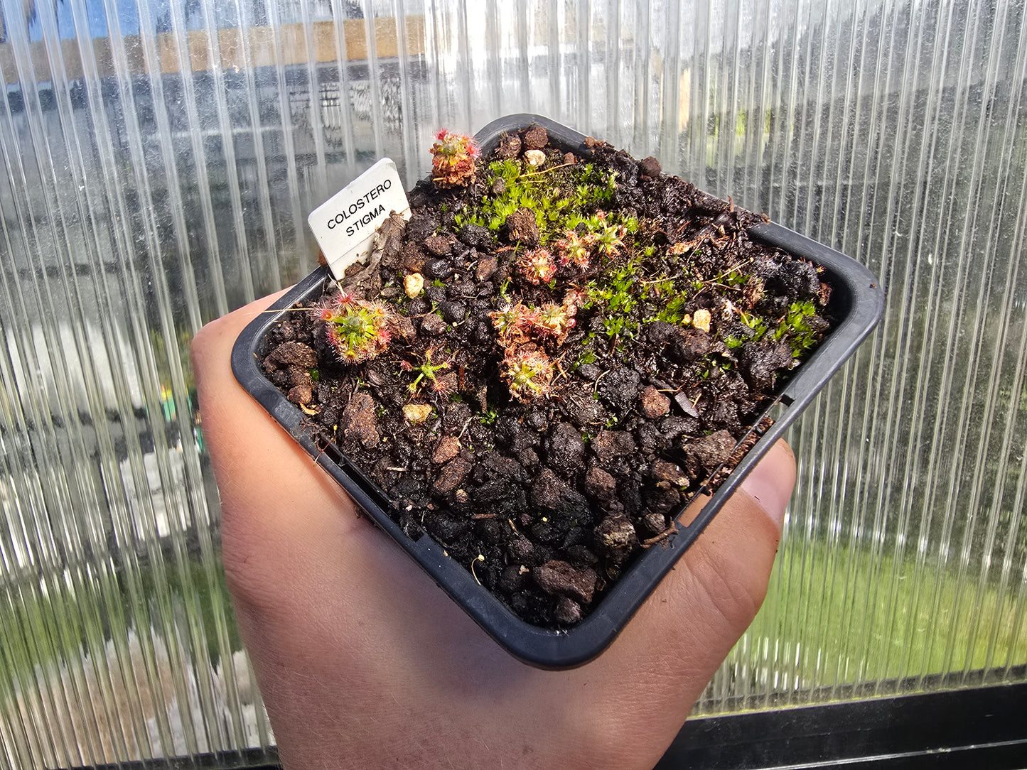 Drosera closterostigma - Pygmy Sundew