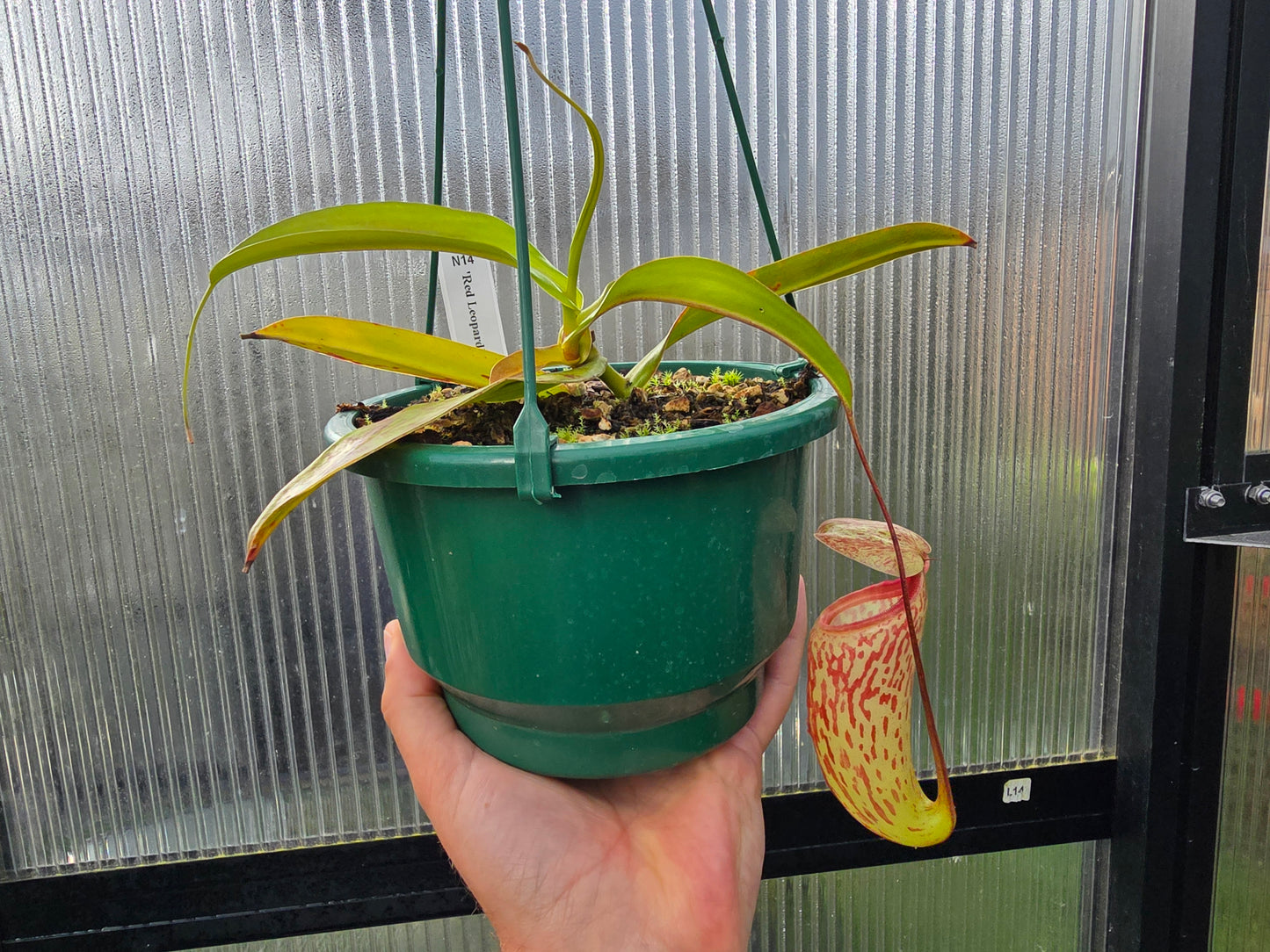 Nepenthes 'Red Leopard' - Intermediate Tropical Pitcher Plant