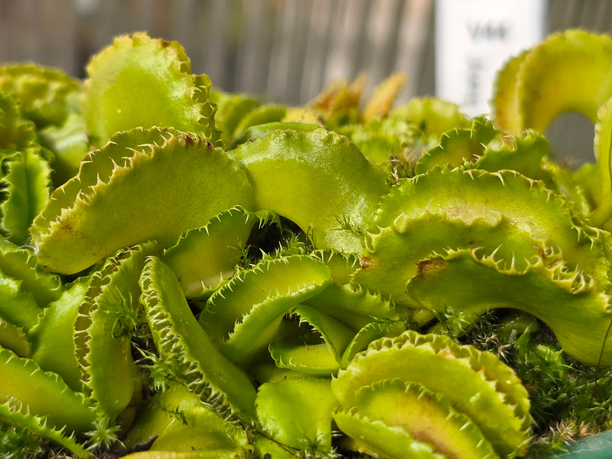 Dionaea muscipula 'Kim Jong Il' - Venus Fly Trap
