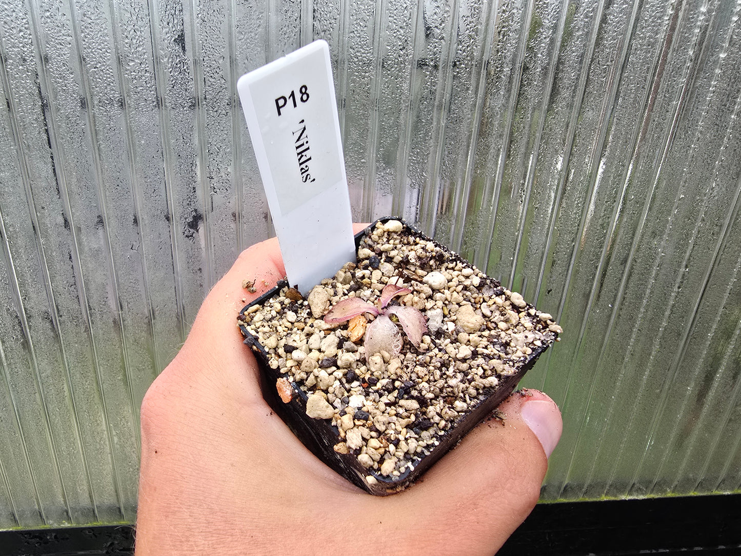 Pinguicula 'Niklas' - Mexican Butterwort