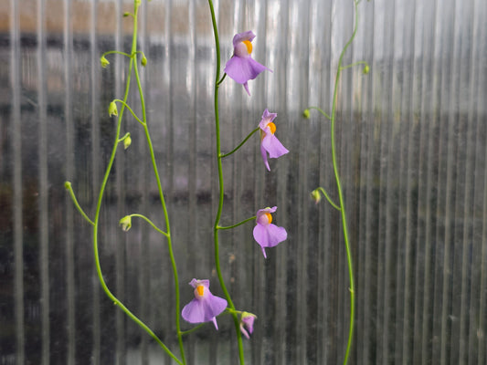 Utricularia longifolia 'Bonsai Form' (Pedro do Rio, Rio de Janeiro, Brazil) - Tropical Long-Leafed Bladderwort