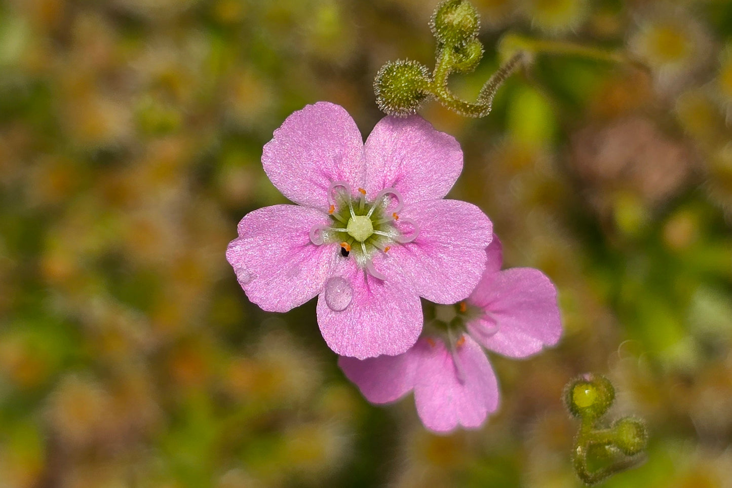 Drosera pulchella - Pink Form - Pygmy Sundew