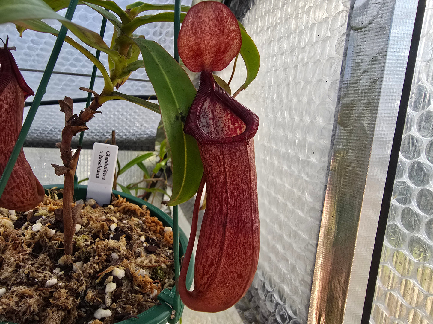 Nepenthes glandulifera x boschiana - Highland Tropical Pitcher Plant
