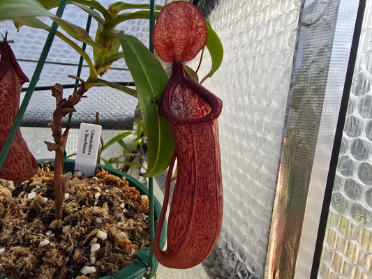 Nepenthes glandulifera x boschiana - Highland Tropical Pitcher Plant
