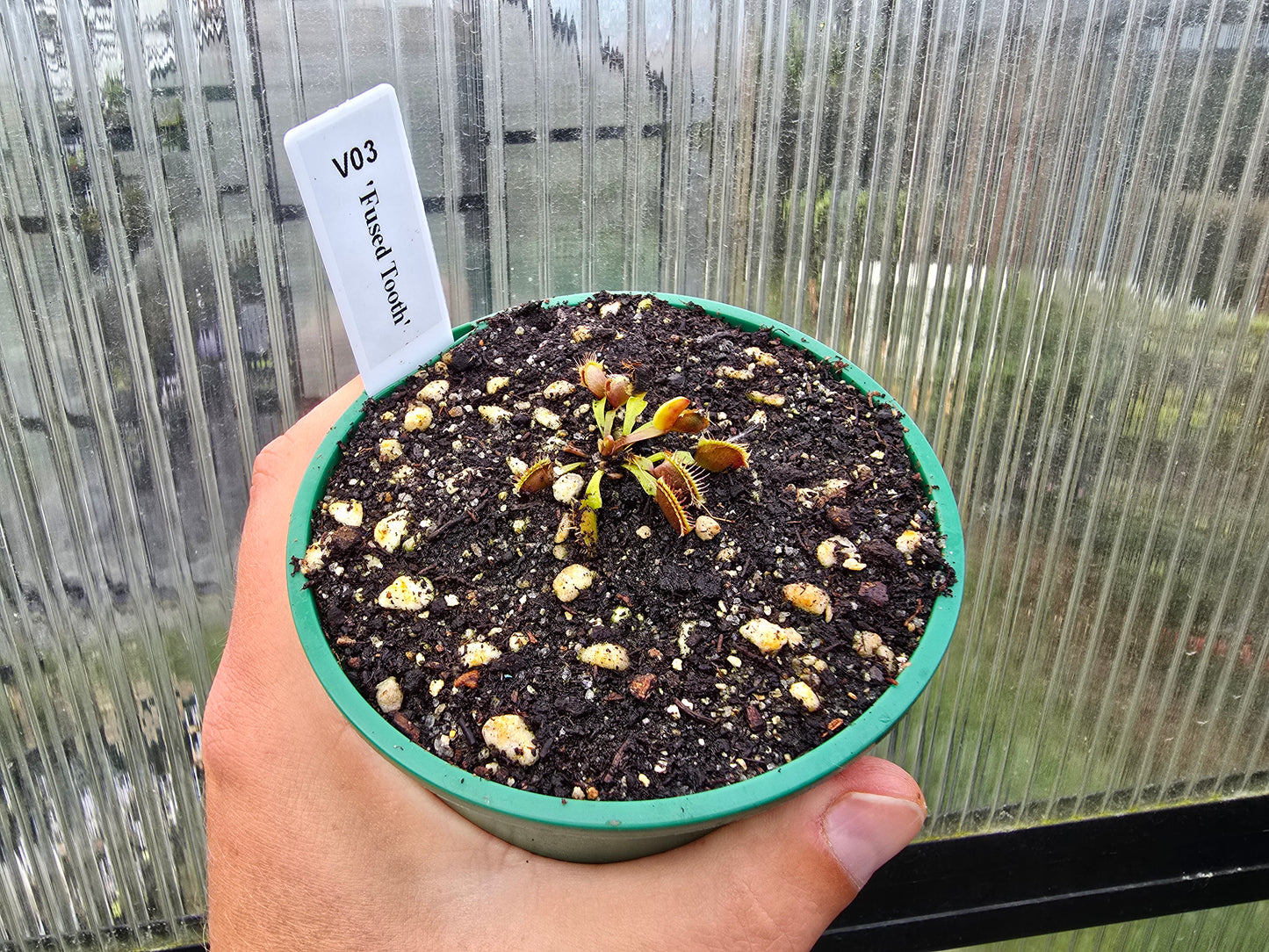 Dionaea muscipula 'Fused Tooth' - Venus Fly Trap