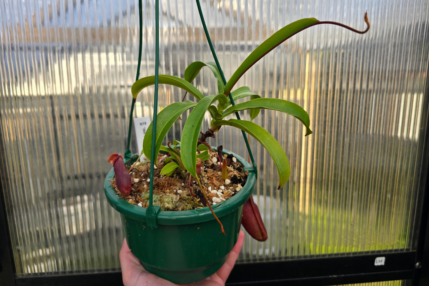 Nepenthes 'Bill Bailey' - Highland Tropical Pitcher Plant