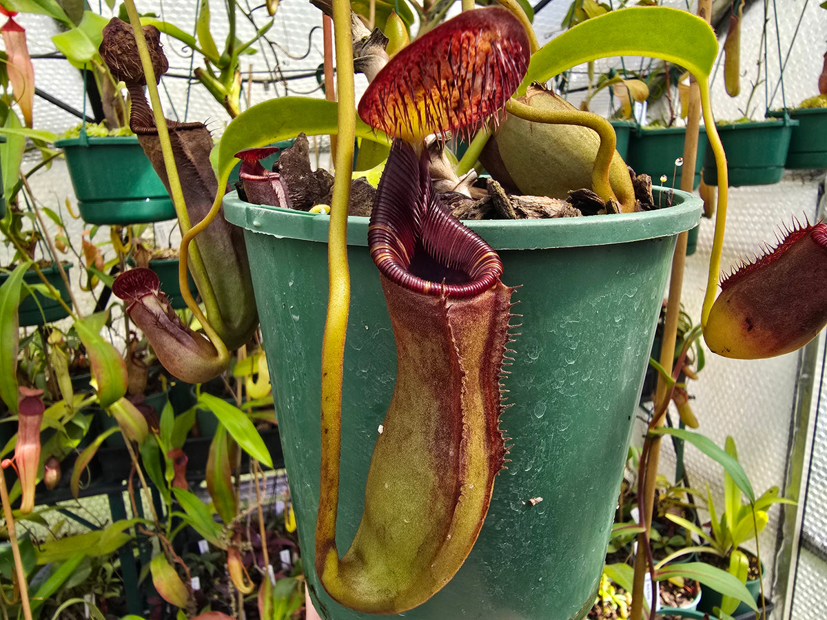 Nepenthes lowii - Highland Tropical Low's Pitcher Plant