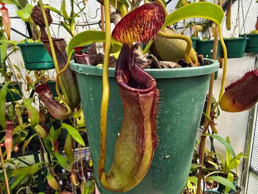 Nepenthes lowii - Highland Tropical Low's Pitcher Plant