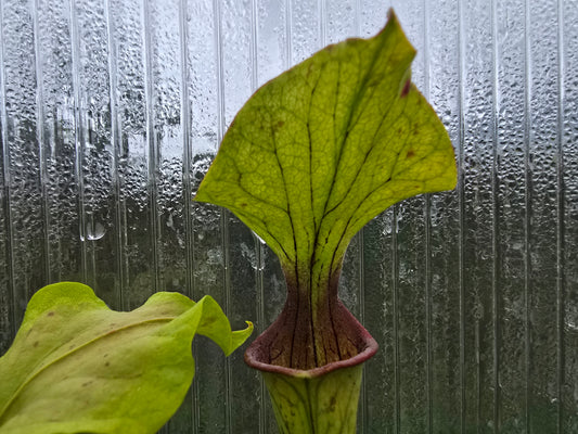 Sarracenia oreophila var. oreophila - 'Giant Form, Red Under Lid In Autumn' - Green Pitcher Plant