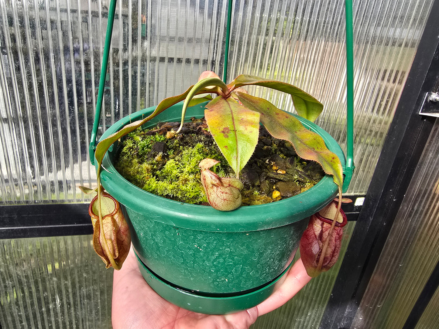 Nepenthes Lowland Assorted Hybrids - Lowland Tropical Pitcher Plant