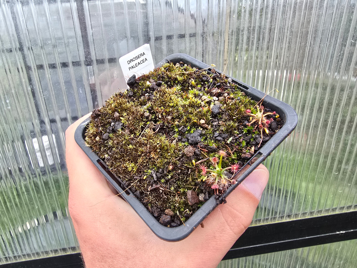Drosera paleacea - Pygmy Sundew