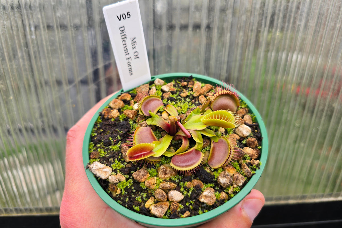 Dionaea muscipula 'Mix Of Different Forms' F1 - Venus Fly Trap