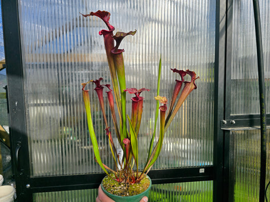 Sarracenia 'Moorei' "Timothy King" x flava var. atropurpurea "Don Schnell" - American Pitcher Plant