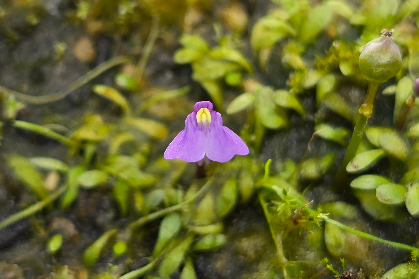 Utricularia dichotoma - Alpine Form (Queenstown, NZ) - Terrestrial Fairy Aprons Bladderwort