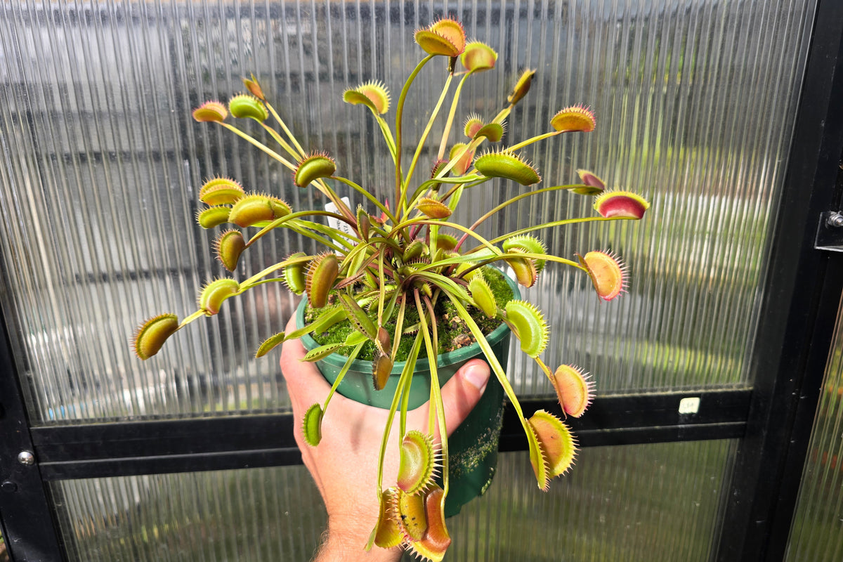 Dionaea muscipula 'Z11' x 'Shark Teeth' - Venus Fly Trap