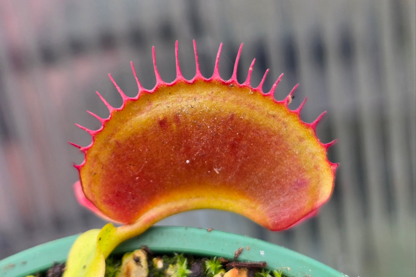 Dionaea muscipula 'Adentate' F1 - Venus Fly Trap