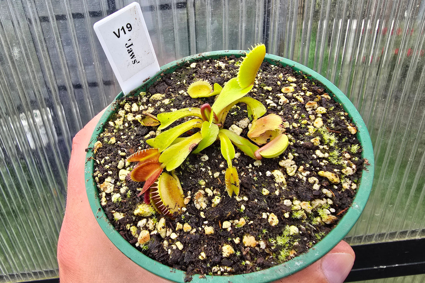 Dionaea muscipula 'Jaws' - Venus Fly Trap