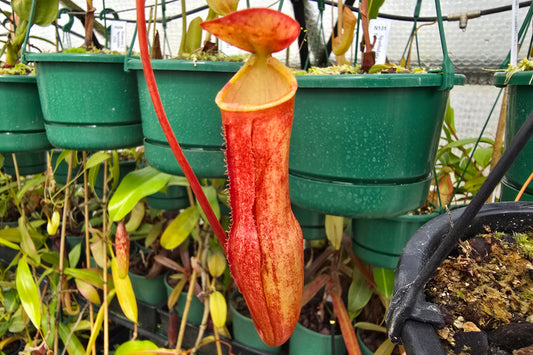 Nepenthes madagascariensis - Intermediate Tropical Pitcher Plant