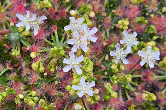 Drosera micrantha - Pygmy Sundew