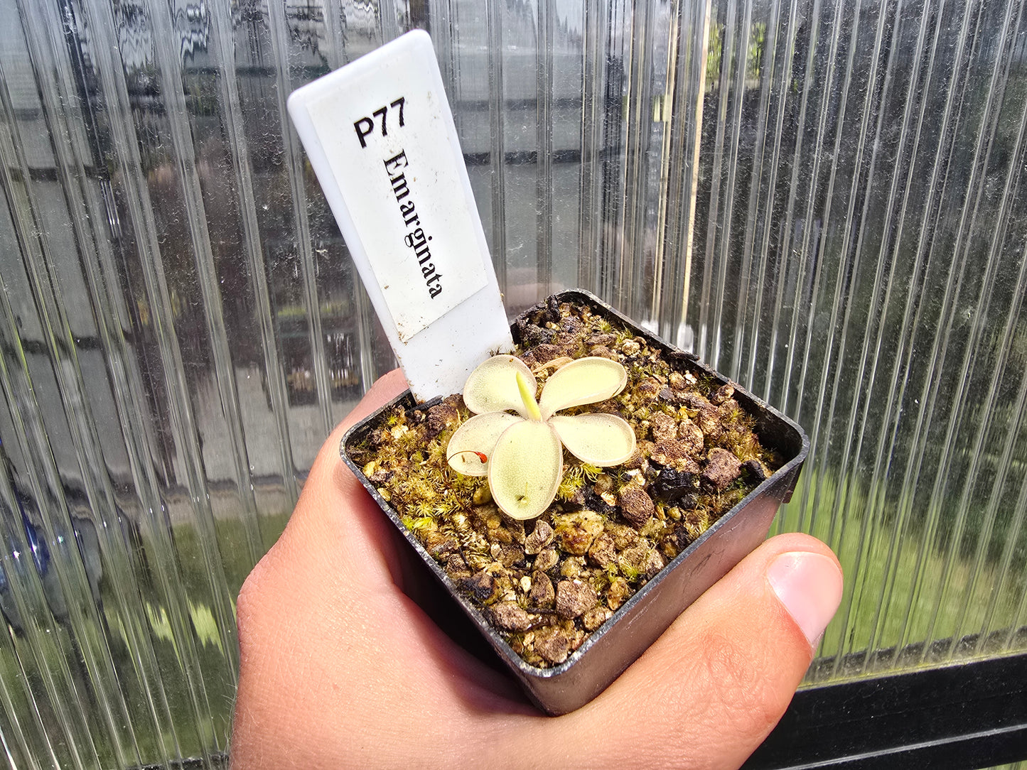 Pinguicula emarginata - Mexican Butterwort