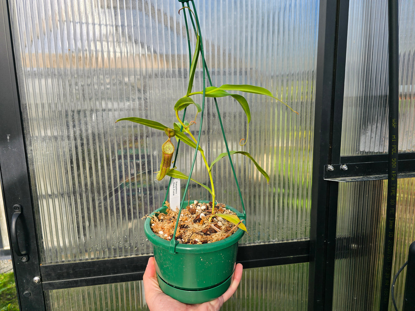 Nepenthes sanguinea 'Dark Form' - Intermediate Tropical Pitcher Plant