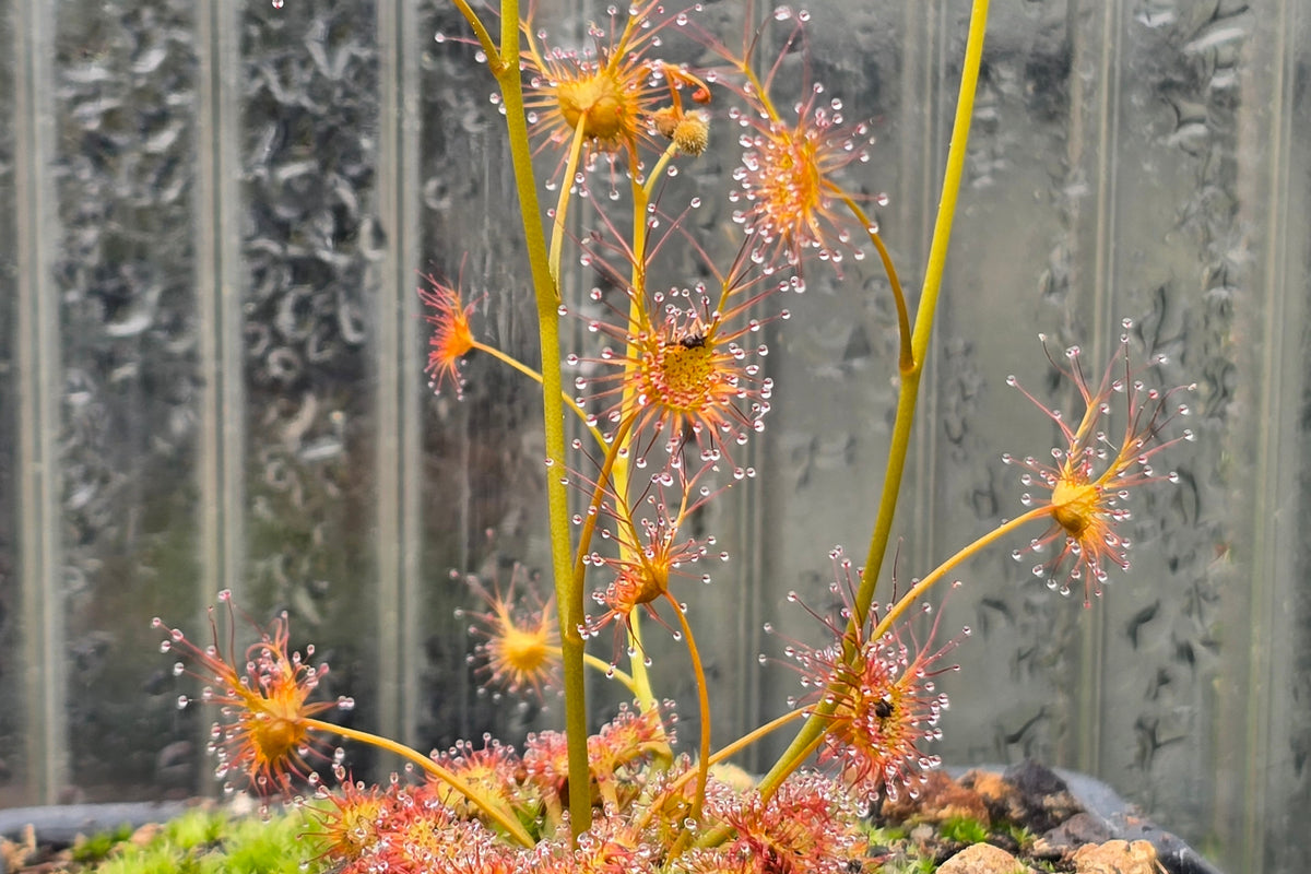 Drosera yilgarnensis - Tuberous Sundew