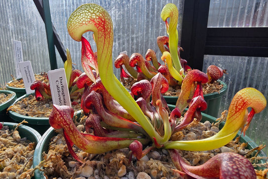 Darlingtonia californica - Cobra Lilies