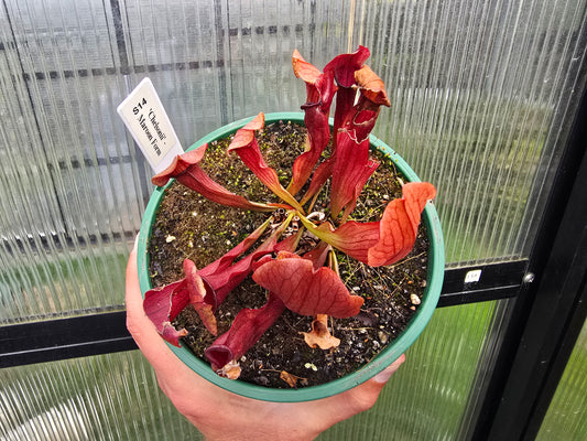 Sarracenia 'Chelsonii' - Maroon Form - American Pitcher Plant