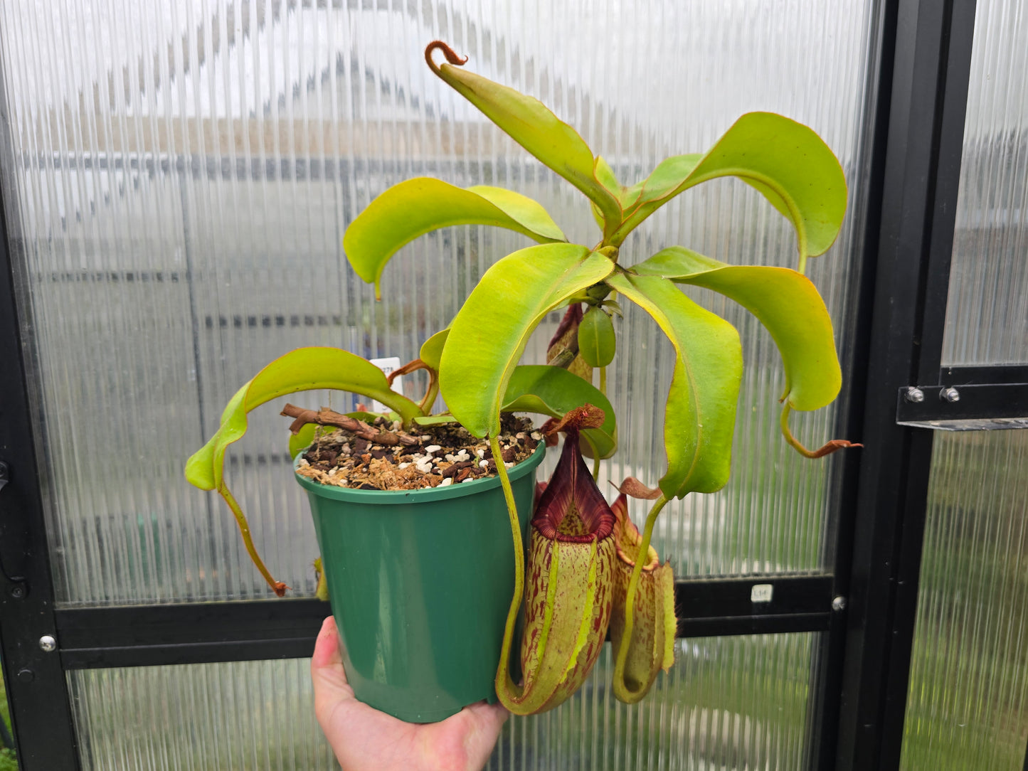 Nepenthes maxima x veitchii (Female) - Intermediate Tropical Pitcher Plant
