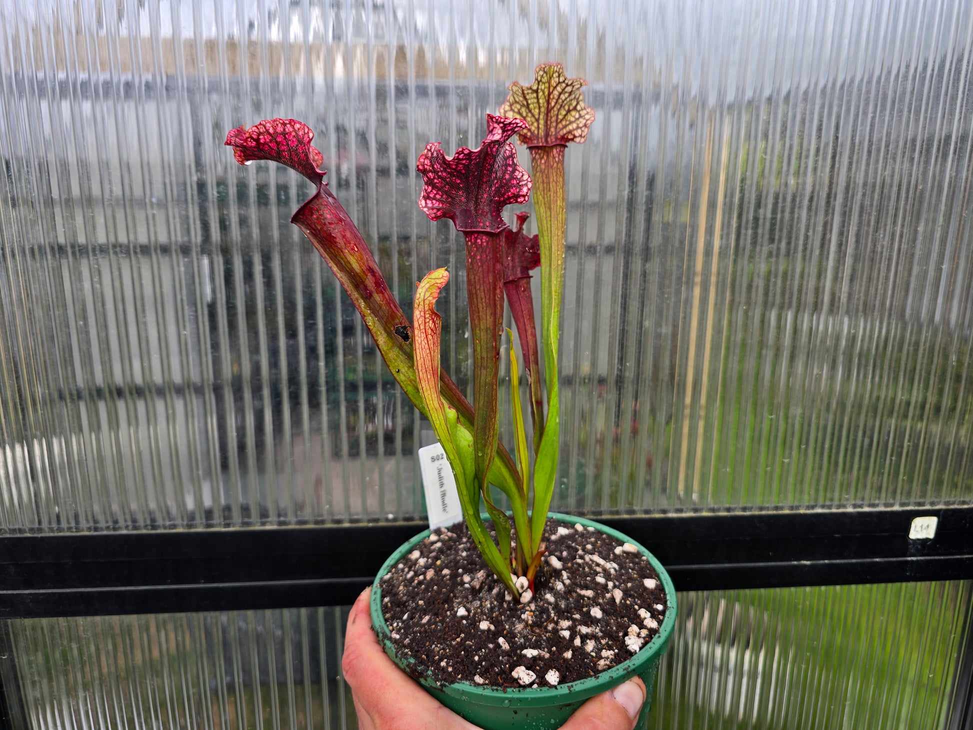 little pot of horrors pitcher plant Sarracenia 'Judith Hindle'