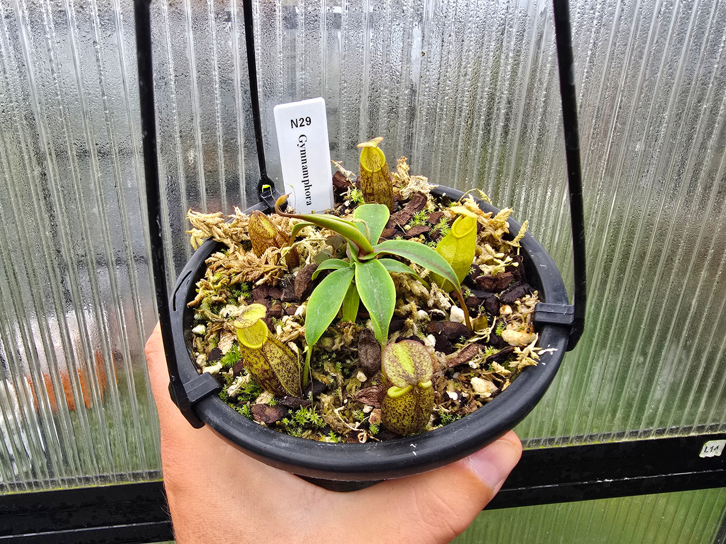 Nepenthes gymnamphora - BE-3908 - Intermediate Tropical Pitcher Plant