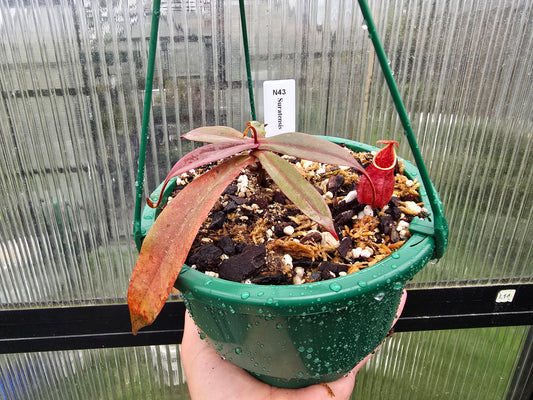 Nepenthes suratensis - Lowland Tropical Pitcher Plant