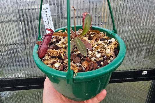 Nepenthes ventricosa 'Black Peristome Form' x alba - Highland Tropical Pitcher Plant