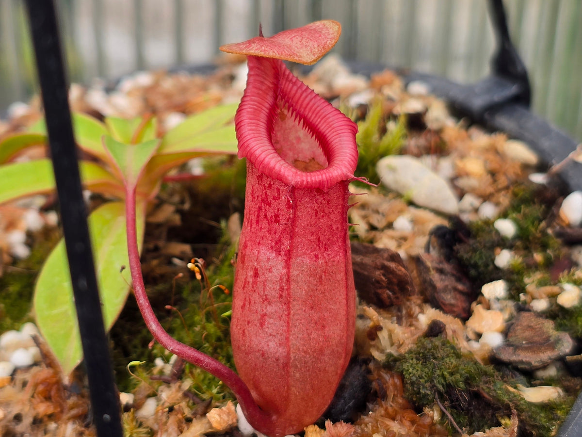 Nepenthes sibuyanensis - Intermediate Tropical Pitcher Plant