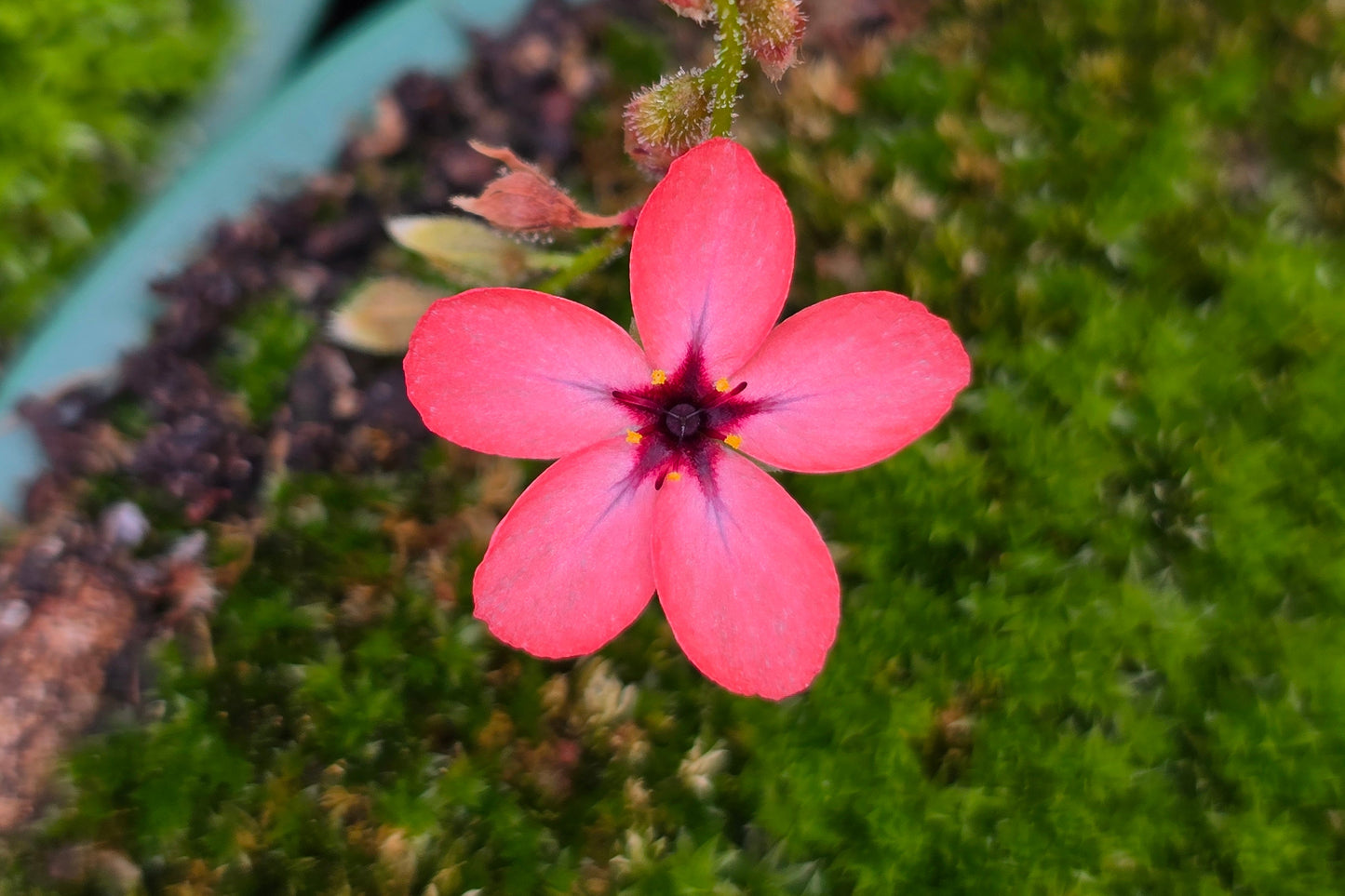 Drosera 'Dork's Pink' - Pygmy Sundew