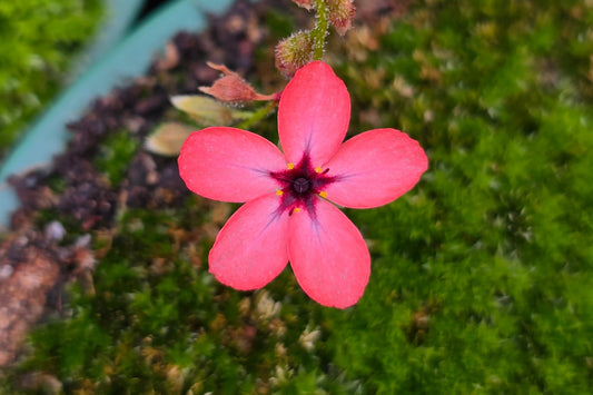 Drosera 'Dork's Pink' - Pygmy Sundew