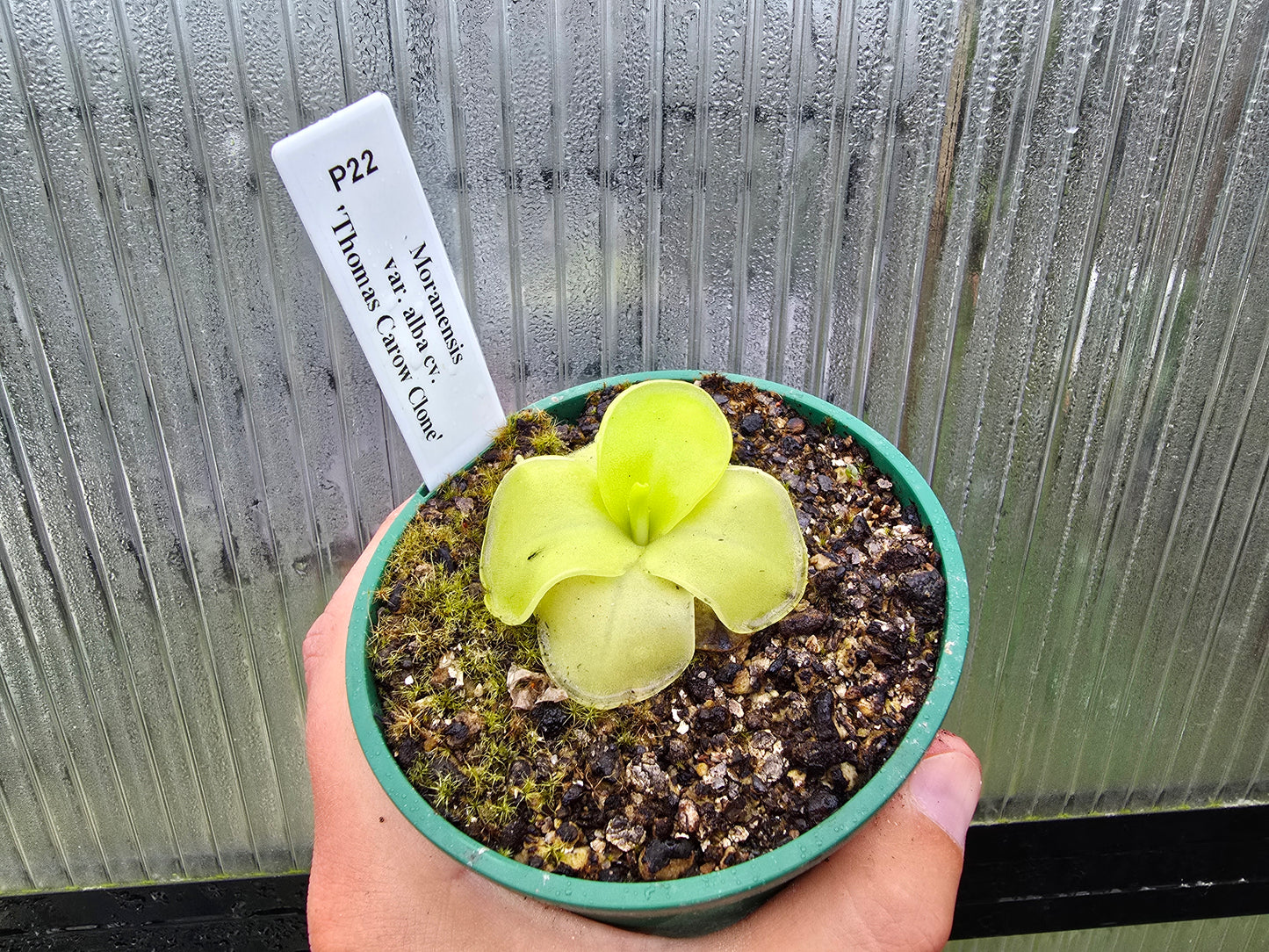 Pinguicula moranensis var. alba cv. 'Thomas Carow Clone' - Mexican Butterwort