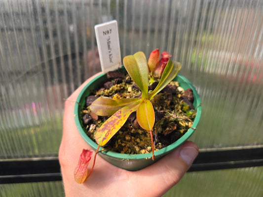 Nepenthes 'Mimi's Kiss' - BE-3823 - Highland Tropical Pitcher Plant