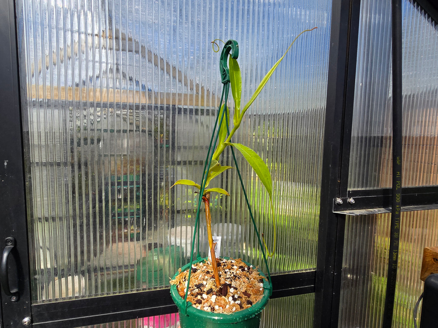 Nepenthes 'Gothica' (Female) - Intermediate Tropical Pitcher Plant