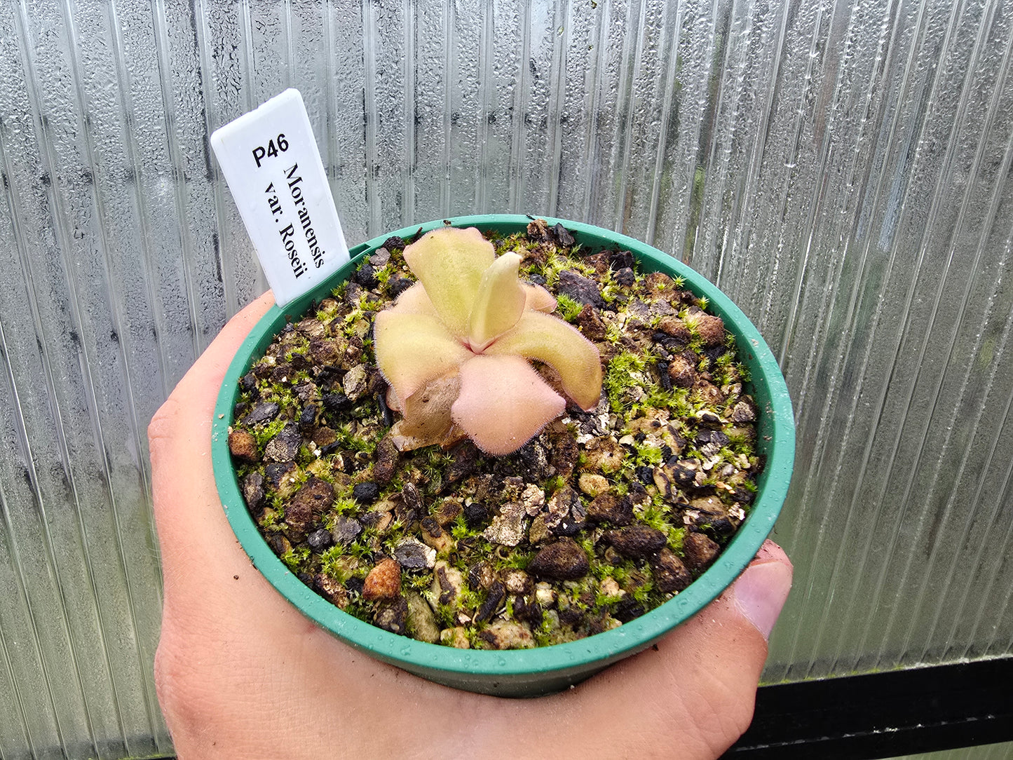Pinguicula moranensis var. roseii - Mexican Butterwort