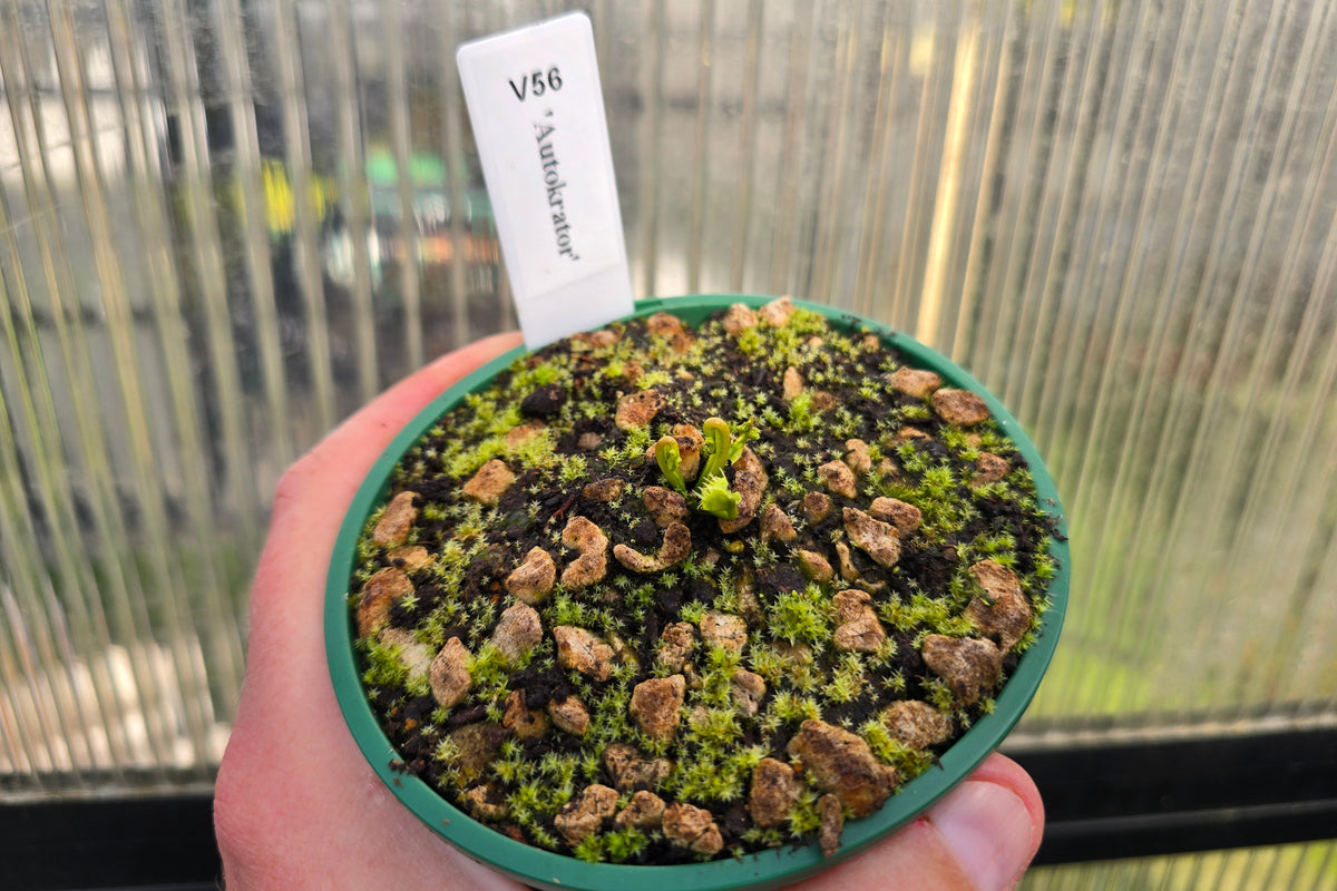 Dionaea muscipula 'Autokrator' - Venus Fly Trap