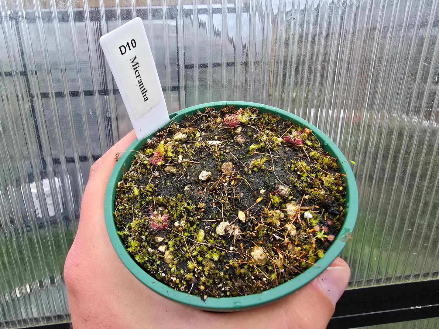 Drosera micrantha - Pygmy Sundew