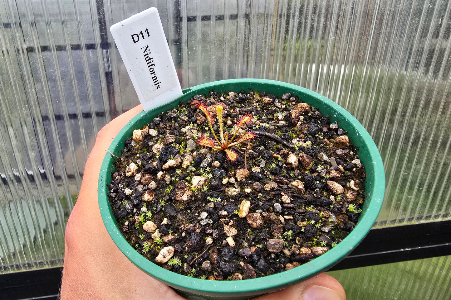 Drosera nidiformis - The Nestle Leafed Sundew
