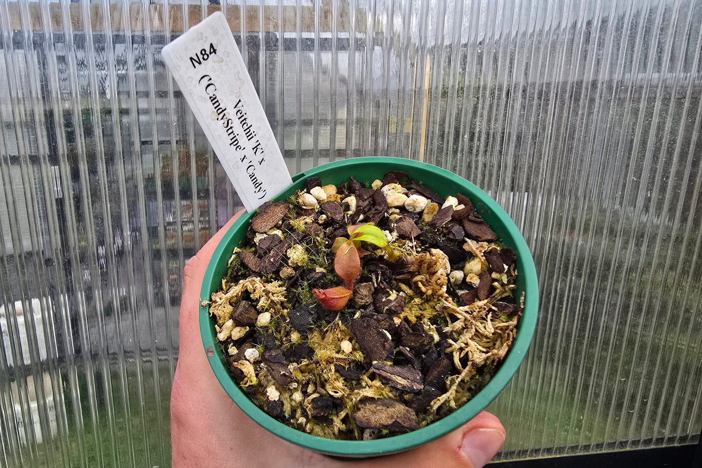 Nepenthes veitchii 'K' x ('CandyStripe' x 'Candy') - Intermediate Tropical Pitcher Plant