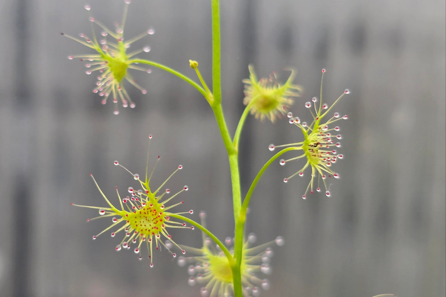 Drosera lunata - Tuberous Sundew
