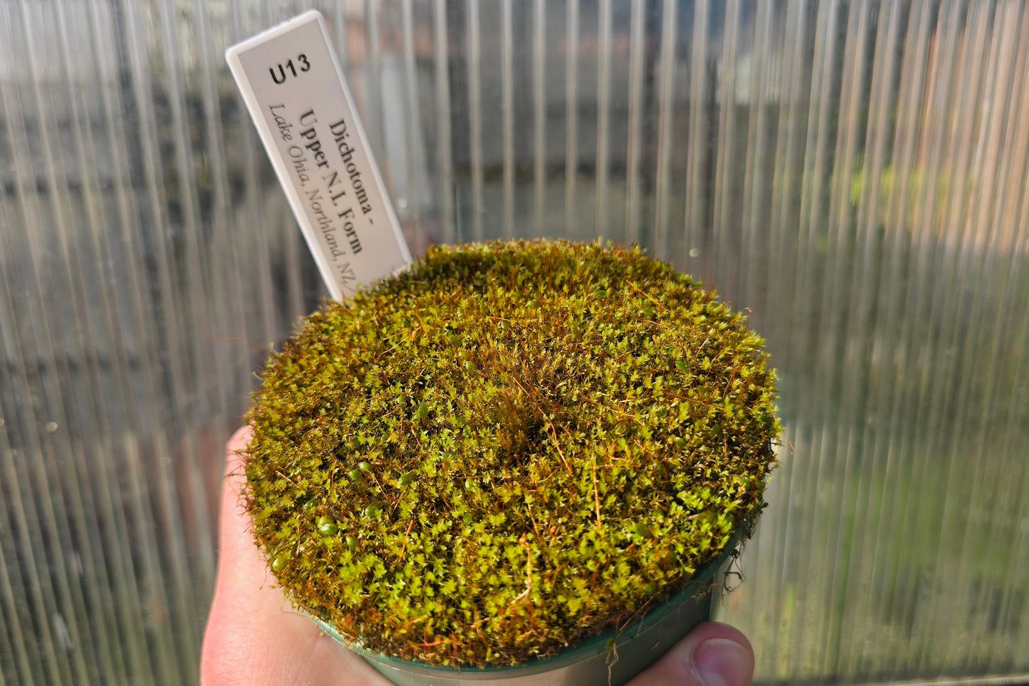 Utricularia dichotoma - Upper N.I. Form (Lake Ohia, Northland, NZ) - Terrestrial Bladderwort