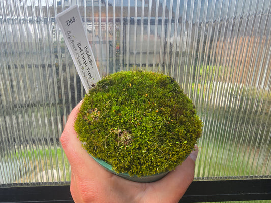 Drosera pulchella - Red Purple Form (Big Brook, Channybearup, Australia) - Pygmy Sundew